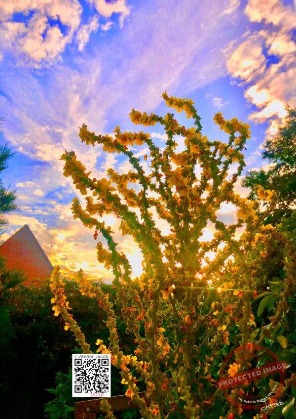 30710 Verbascum Olympicum