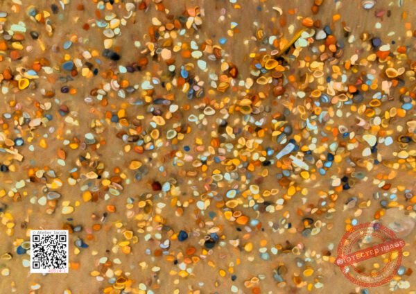 40514-1 Shells on a Dutch Beach