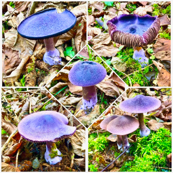 41025 Cortinarius Violaceus